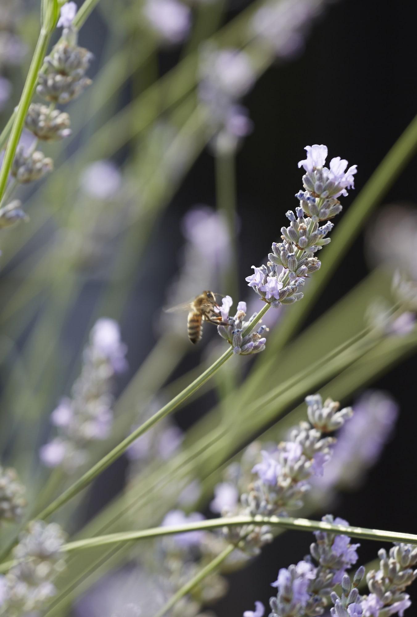 Batty Langley'S Hotell London Eksteriør bilde Lavender